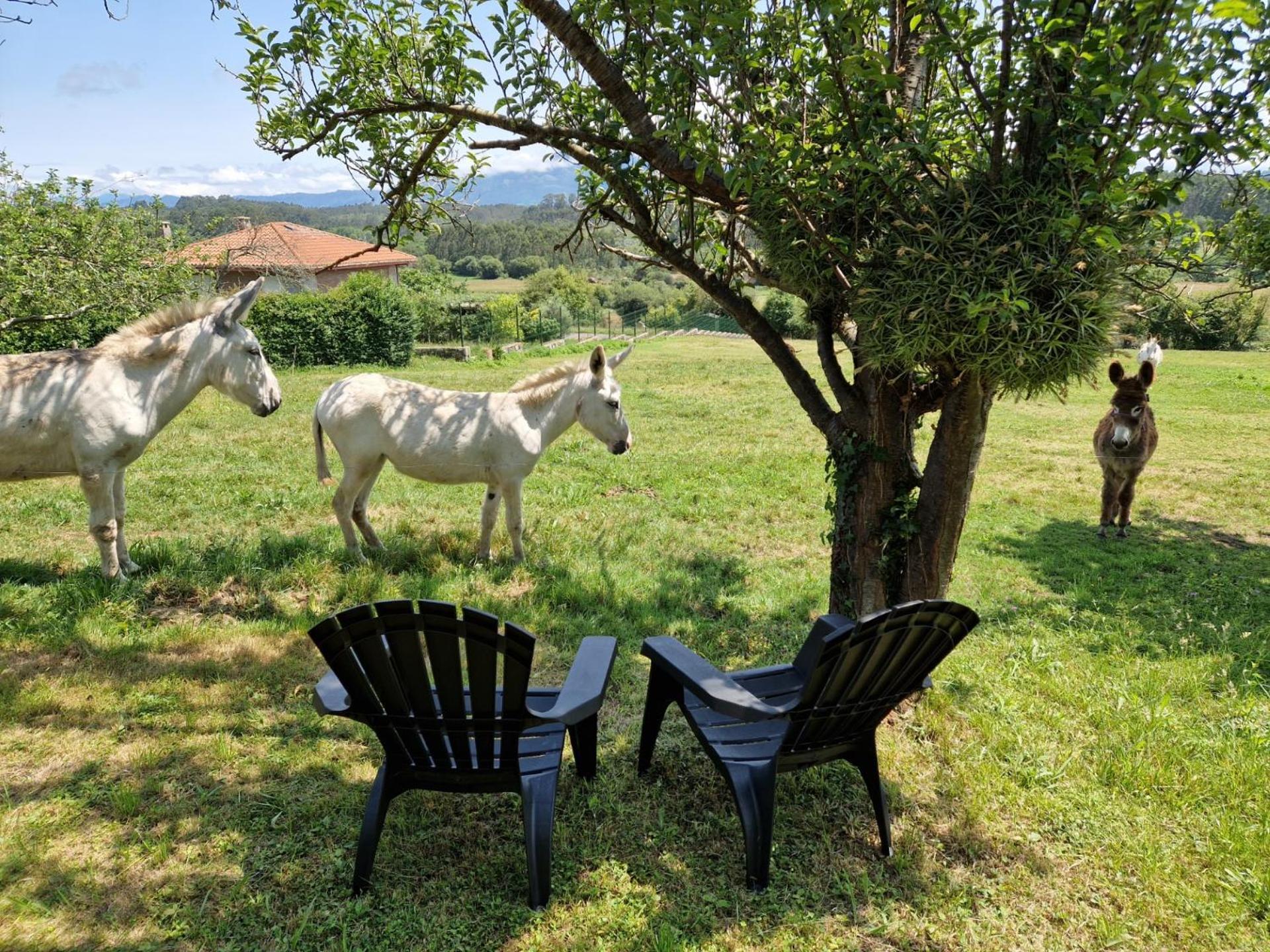 Turismo Rural El Piensu Villaviciosa  Ngoại thất bức ảnh